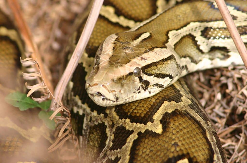 Forscher entdecken Giganten-Python mit 110 kg