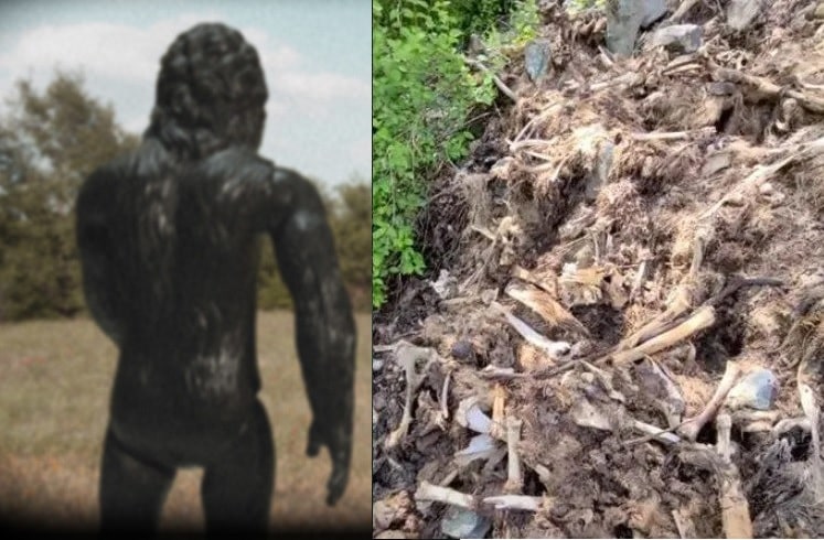 Bigfoot angeblich für gruseligen, riesigen Elchfriedhof verantwortlich